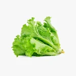 کاهو سبز تازه